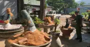 Côn Đảo xử phạt 3 triệu đồng, tịch thu 42 cây mai vàng không rõ nguồn gốc
