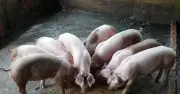 Cần Thơ: Dịch tả heo châu Phi tái xuất, tiêu hủy hơn 5 tấn heo nhiễm bệnh