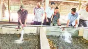 Cần Thơ: Hơn 1.600 tấn lươn tồn đọng, nông dân lao đao vì giá giảm sâu