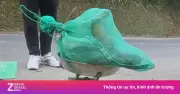 Công An Thái Nguyên Khởi Tố Vụ Vận Chuyển Rắn Hổ Mang Chúa Trái Phép