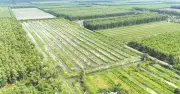 Công ty Lâm nghiệp U Minh Hạ: Tăng trưởng bền vững từ rừng