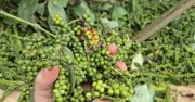 Cảnh báo lừa đảo xuất khẩu hồ tiêu: Doanh nghiệp Việt thiệt hại gần 600.000 USD