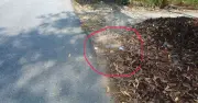 Cảnh báo tín dụng đen tại Cần Thơ: Rải tờ rơi lừa đảo, người dân cần thận trọng