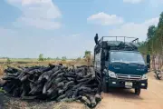 Cảnh sát truy quét, xác minh nguồn gốc cây rừng tràn về trong đêm