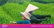 Cuốn Sách Khám Phá Trọn Vẹn Lịch Sử Và Văn Hóa Trà Qua Các Thời Đại