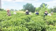 Cây công nghiệp Tây Nguyên bứt phá nhờ liên kết chuỗi và chế biến sâu