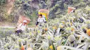 Cây Dứa Biến Đổi Cuộc Sống Nông Dân Bản Lầu: Thu Nhập Tăng Vọt, Xóa Đói Giảm Nghèo Hiệu Quả