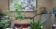 Cây Muội Hồng Bị Săn Lùng: Mối Đe Dọa Cho Hệ Sinh Thái Núi Đá Vôi Và Loài Voọc Quý Hiếm