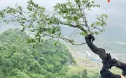 Cây muỗi hồng gây sốt mạng xã hội: Lý do bất ngờ và tác dụng thực tế