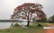 Cây phượng cô đơn bên đầm Vân Trì nở sớm, thu hút du khách