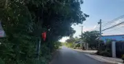 Cây xanh xòe tán ra đường gây nguy hiểm cho người đi bộ