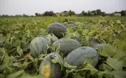 Dưa hấu Quảng Trị được mùa nhưng mất giá, nông dân lo lắng trước nguy cơ thua lỗ