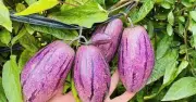 Dưa Pepino: Siêu Thực Phẩm Từ Andes Gây Sốt Tại Việt Nam Với Lợi Ích Sức Khỏe Vượt Trội