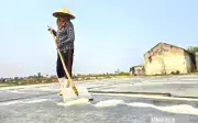 Diêm dân Nghệ An vất vả thu hoạch muối trắng tinh giữa nắng nóng 40 độ C