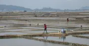 Diêm dân Sa Huỳnh đối mặt nghịch cảnh: Muối tan hết khi giá lên cao