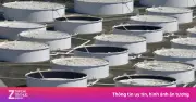 Giá Dầu Thô Toàn Cầu Lao Dốc Xuống Dưới 100 USD/Thùng, Chuyên Gia Cảnh Báo Rủi Ro
