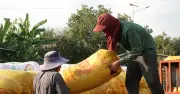 Giá Gạo Việt Nam Tăng Mạnh Nhất Châu Á, Nhiều Loại Tăng Sốc Đến 15 USD/Tấn