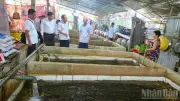 Giá lươn giảm sâu, nông dân Cần Thơ gặp khó khăn trong tiêu thụ
