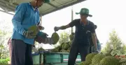Giá sầu riêng miền Tây giảm mạnh vì thiếu phòng test và cạnh tranh Thái Lan
