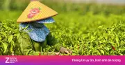 Giá ớt Quảng Ngãi lao dốc thê thảm, nông dân đối mặt mùa vụ thất bát