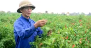 Giá ớt Thanh Hóa rớt thê thảm, chỉ còn 7.000 đồng/kg, nông dân lao đao