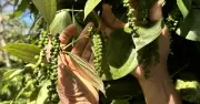 Giá tiêu ổn định quanh 140.000 đồng/kg, xuất khẩu tăng mạnh nhờ Mỹ và Trung Quốc