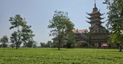 Gia Lai giữ hơn 62 ha chè Biển Hồ, không chuyển đổi sang cà phê