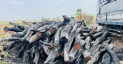 Gia Lai: Phát Hiện Nhiều Điểm Tập Kết Gỗ Rừng Trái Phép Tại Xã Ia Lâu