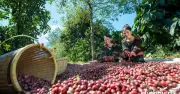 Gia Lai đề xuất dự án cà phê AI 24.000 ha, vượt kế hoạch của Hoàng Anh Gia Lai