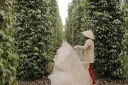 Giải bài toán khát lao động nông thôn tại TP.HCM: Thách thức và giải pháp