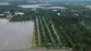Giải pháp nào giữ đất lúa Đồng bằng sông Cửu Long trước làn sóng chuyển đổi?