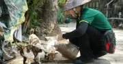 Gần 100 Mèo Hoang Sinh Sống Tại Thảo Cầm Viên: Cộng Đồng Độc Đáo Và Thách Thức