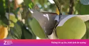 Gần 100 tấn rau quả Việt Nam bay sang UAE bằng đường hàng không lần đầu tiên