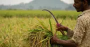 Gạo Basmati Ấn Độ lao đao vì phụ phí xung đột tăng vọt
