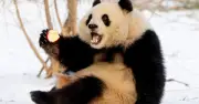 Gấu trúc: Sức mạnh tiến hóa bị hiểu lầm và mối đe dọa từ con người