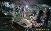 Hà Nội: 300 Tấn Thịt Lợn Bệnh, Nhiều Bếp Ăn Mầm Non Tư Thục Thành Nạn Nhân