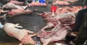 Hà Nội khởi tố 8 bị can trong vụ thịt lợn nhiễm bệnh, liên quan đến trường học
