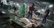 Hà Nội yêu cầu điều tra vụ 300 tấn thịt bẩn vào trường học, đề xuất tăng hình phạt