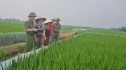 Hải Phòng cảnh báo nguy cơ tử vong từ việc sử dụng điện bẫy chuột