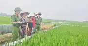 Hải Phòng cảnh báo nguy hiểm chết người từ bẫy chuột bằng điện