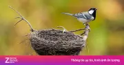 Hiệu trưởng từ chối dỡ tổ chim: Bài học về giáo dục và chung sống với thiên nhiên