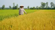 Hơn 2,1ha lúa ở Đồng Tháp bị vàng lá, cháy lá hàng loạt nghi do hóa chất