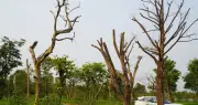 Hàng loạt cây xanh chết khô tại công viên trung tâm Hà Tĩnh