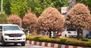 Hàng loạt cây xanh chết khô trên đường Đồng Khởi do vướng đơn vị quản lý