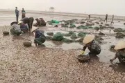 Hàng loạt ngao chết tại Hưng Yên, thiệt hại lên tới 80% diện tích nuôi