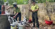 Hàng trăm cây muỗi hồng bị tịch thu ở Thanh Hóa: Số phận sẽ về đâu?