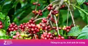 Hành trình chinh phục Nam Mỹ của cây cà phê: Cuộc chiến với mía đường