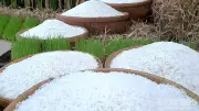 Hành trình lột xác trên đồng mặn: Nông dân Cà Mau làm giàu từ lúa hữu cơ
