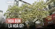 Hoa bún hơn 300 tuổi nở rộ, đẹp nhất năm tại Đà Lạt