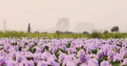 Hoa lục bình nở rộ ngoại ô Hà Nội, thu hút hàng trăm người tới chụp ảnh
